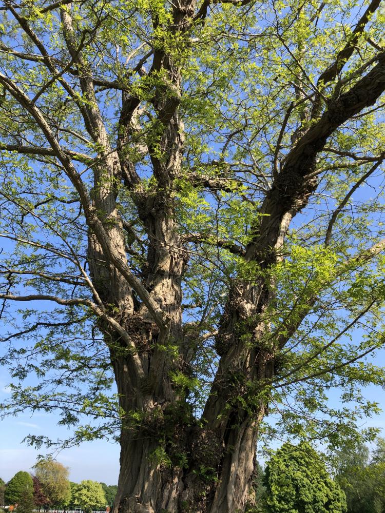 Black Locust, Essex, May 2020