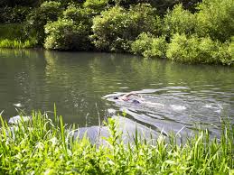 Picture credit: thecaribou Wild swimming