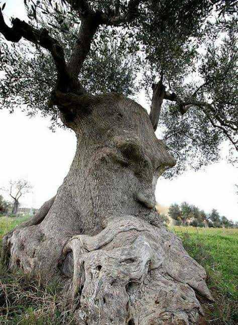 Thinking Tree